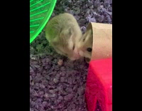 Collab DailyDoseOfInternet - Two grey hamsters fight over food