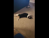 Dog lay down roll over on carpet
