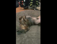 Pet dog lie down on the bean bag cushion