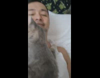 Clingy Cat Snuggles with Man at Home