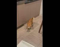 Orange white cat stand and look for food