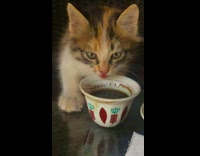 Collab PLC - Cat Drinks Coffee from Small Tea Cup