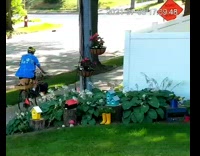 Brown chihuahua sits on back of bike 