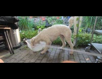 Dog catches and bites water from hose