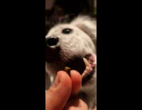 Sassy dog does tricks to get treats