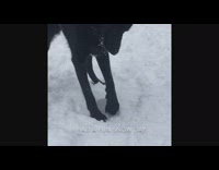 MUSIC I HAD A FUN SNOW DAY BLACK DOG SNOW