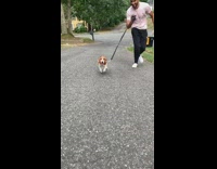 Pink shirt guy beagle dog run together 