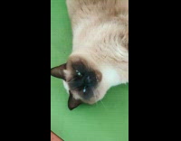 Cat lie down stares on camera sneezes