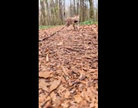Woman trains cat walk around off leash