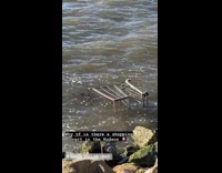 Lady sees shopping cart in hudson river 