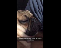 Sleeping pug dog snores wakes up guy