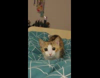 Cat wiggles butt before pouncing 