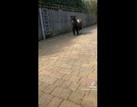 Collab ClipsIG - Two ponies run to the grass yard