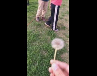 Kid accidentally eats dandelion weed