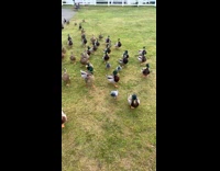 Huge group of birds following girl 