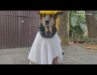 German shepherd dog yellow flower crown costume