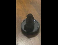 Black puppy ride over roomba robot vacuum
