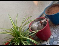 Cat Rolls Over Empty Pot with Soil