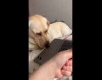 Dog stares at meat picture on laptop