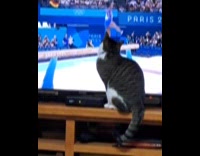 [third party - video] Cat watching Simone Biles on TV