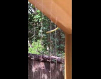 Snake jumps out behind string lights 
