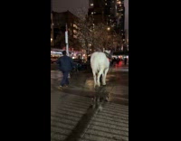 White horse walked by person on sidewalk