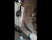 Cat screaming meow when its meal time
