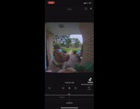 Dog presses ring door bell waits for someone