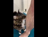 Cat licks water on legs of man
