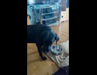 Black dog busy munching on a carrot