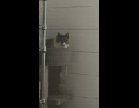 Cat on tower look at bird on window