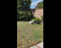 White dog tackles guy for toy ball