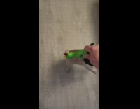 Pug jumps for toy slomo