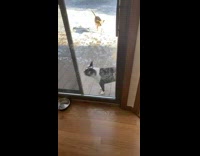 Two dogs treats hyper 