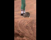 Cat on leash becomes influencer