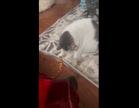 Cats claw caught on carpet 