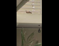 Brown black dog balcony stares at girl 