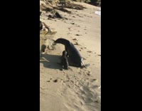 seals coming out of ocean and getting hit by wave