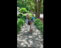 Dog walks with balloons tied to back
