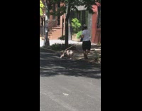 Man in black white stripe shorts walks pet pig with leash on the street