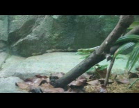 Green snake stare at large frog zoo