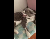 Pet cat suspected to be a zombie by owner Part 2