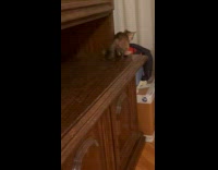 Pet cat jumps on the bag and fell down with it