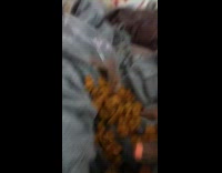 Guinea pig head inside of box of crackers