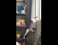 Collab Clips MPUGC2 - Nosy cat peeking outside the window 