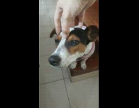 Black White Brown Dog Gets Head Scratched On Linoleum 