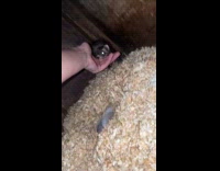 Ferret introduces babies to hooman