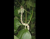 Yellow snake on green plant outside flash