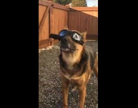 Brown dog wears black goggles looks around