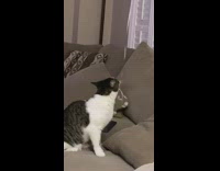 Black white cat chew balloon string sofa